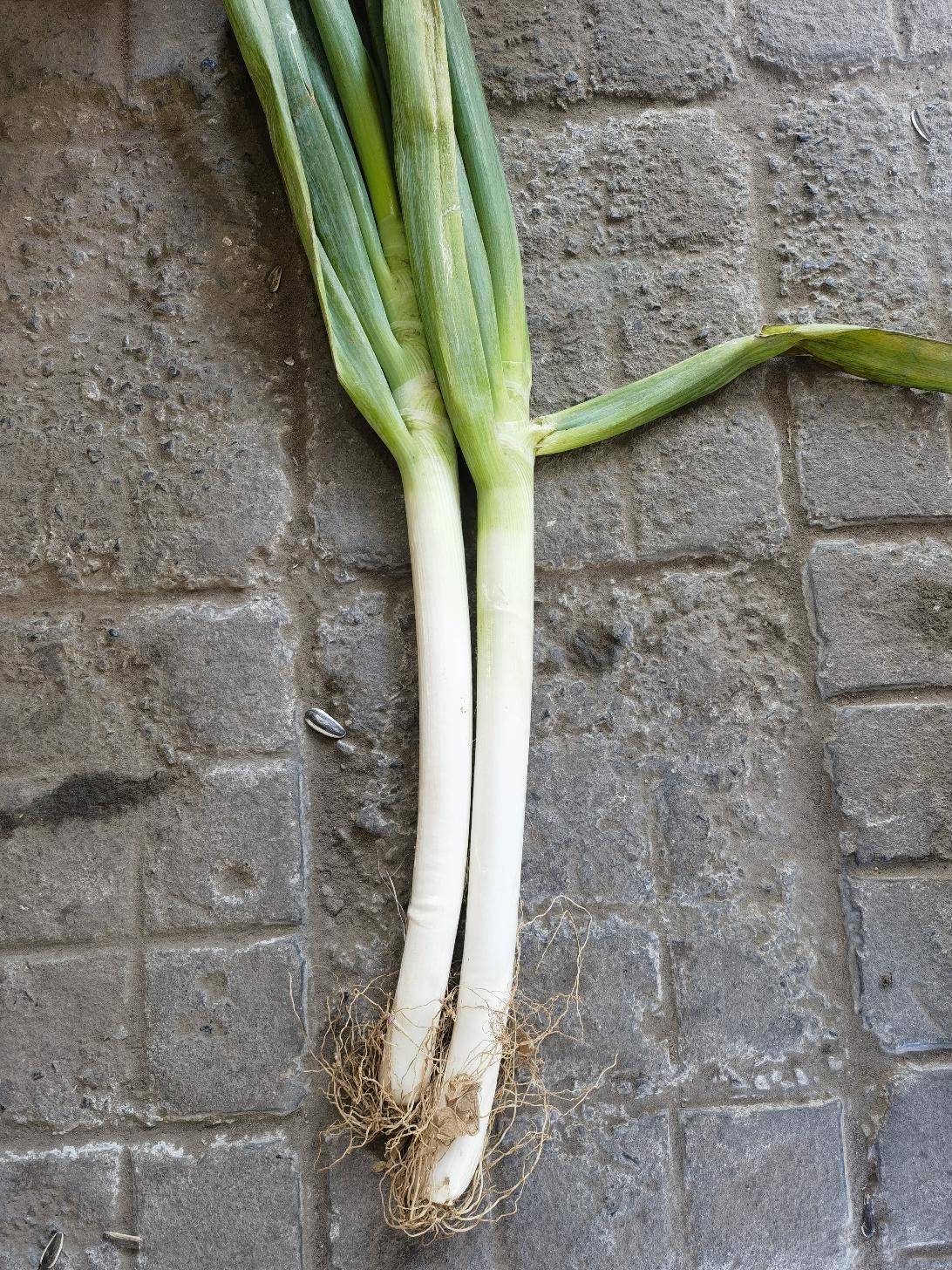 京喜大葱收到了